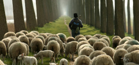 Sheep Ilustration